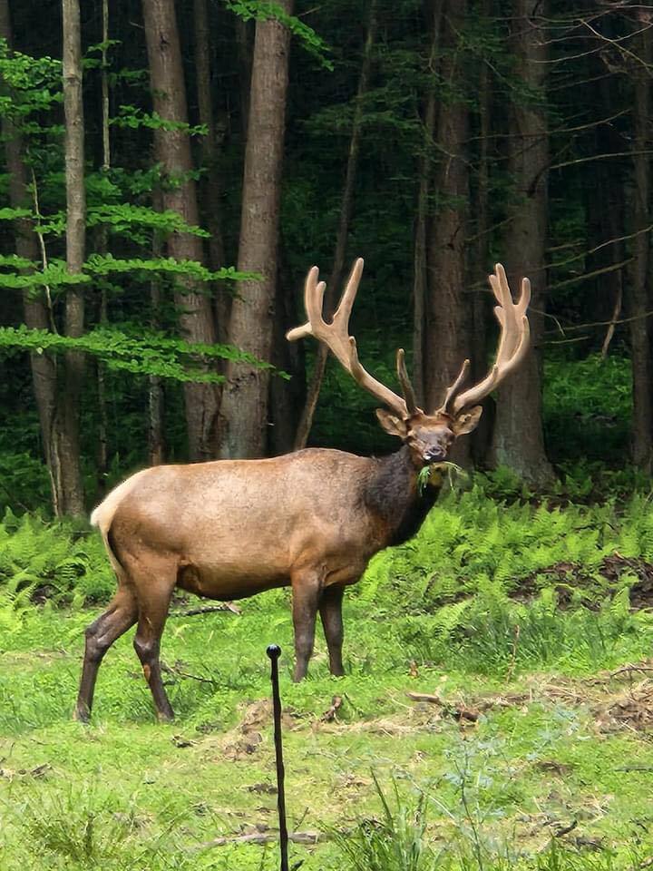 Big Rack Rentals Cabin 1