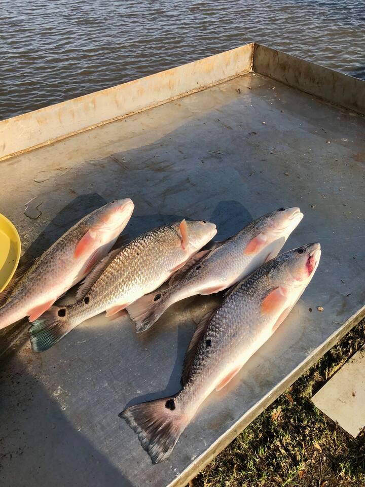 Down Da Bayou Lodge! Near Tabasco & Rip Van Winkle