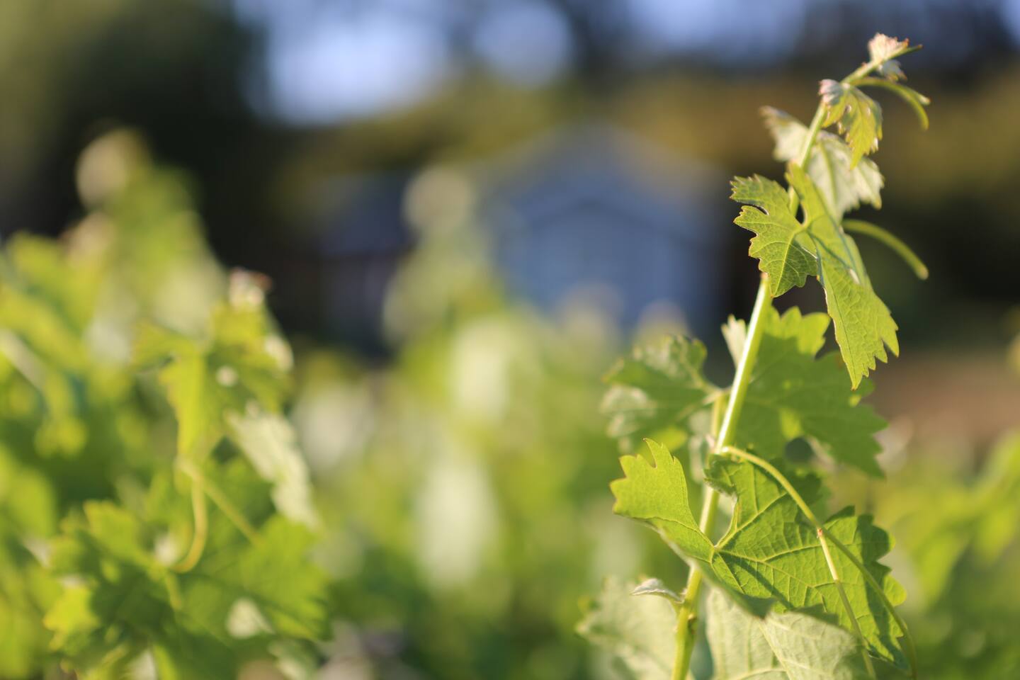 The Vineyard - Solitude - Private