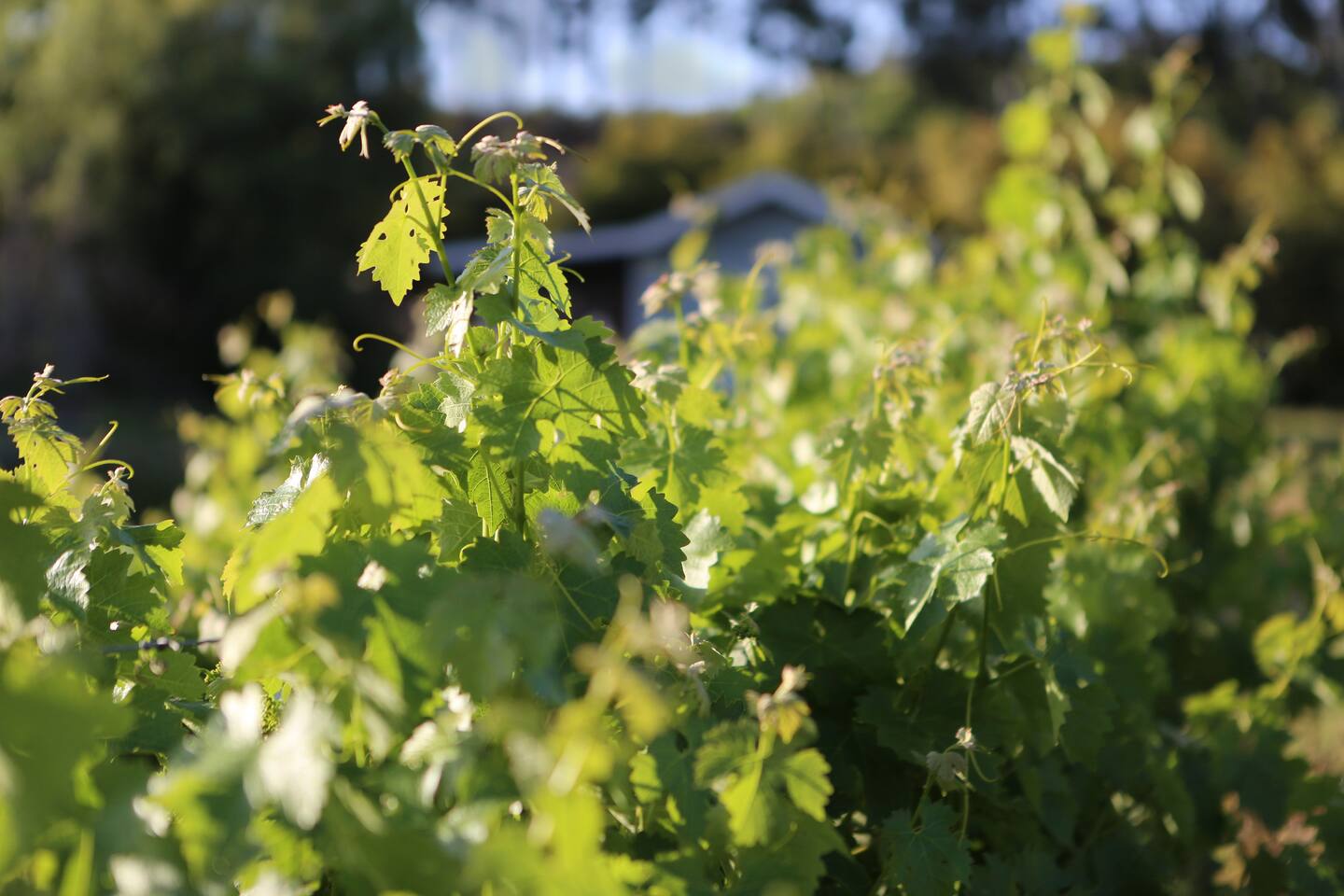 The Vineyard - Solitude - Private