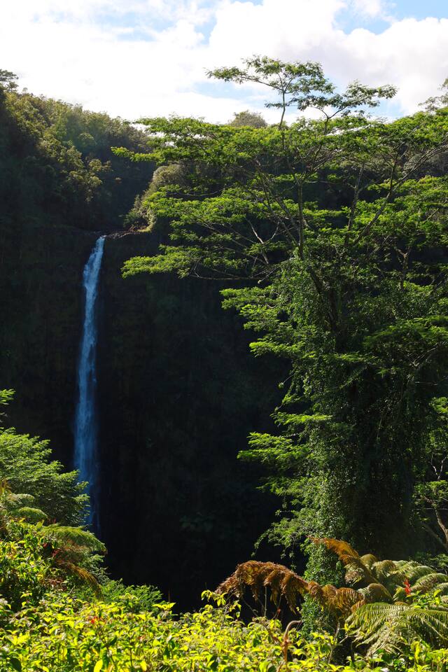 Volcano Kahaualea — 1BR Forest Cottage