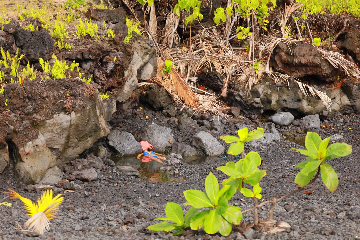 Hale Hapu'u — 5-acre Rainforest Hideaway, Volcano