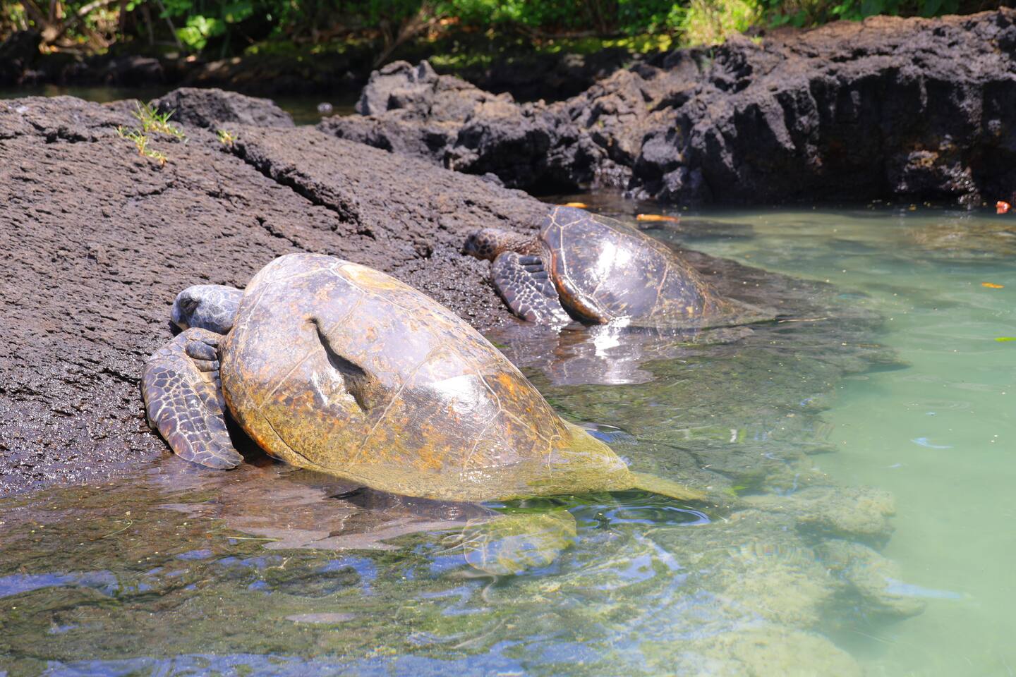 Sea turtles at Richardson Beach Park in Hilo